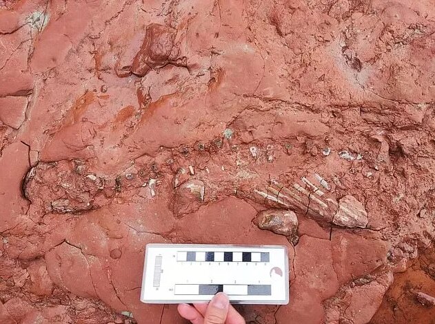 کشف فسیل جانوری عجیب قدیمی‌تر از دایناسورها+عکس