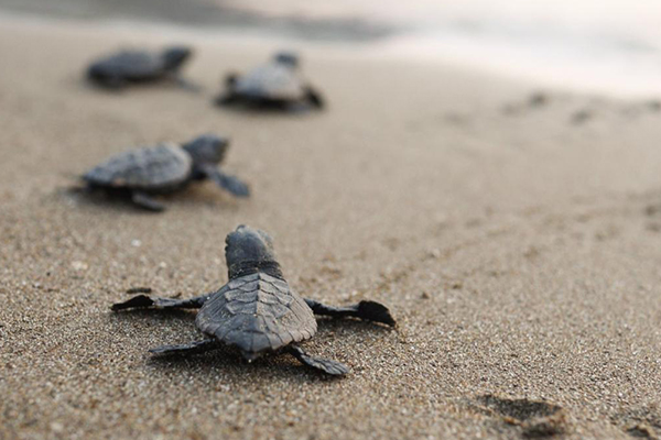 بچه لاکپشت‌ها در راه دریا+عکس
