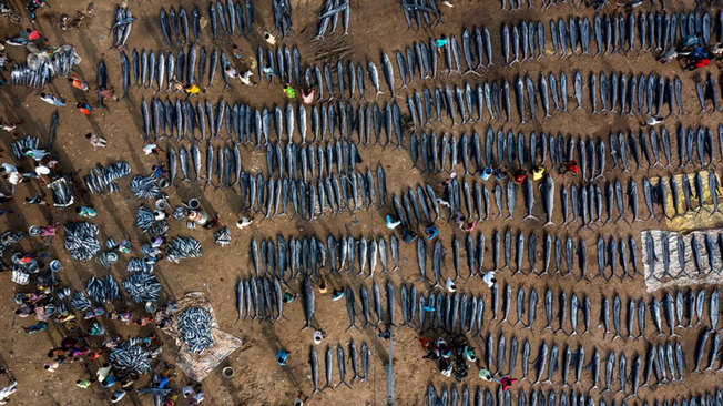 تصویر هوایی از یک بازار ماهی‌فروشی در هند+عکس