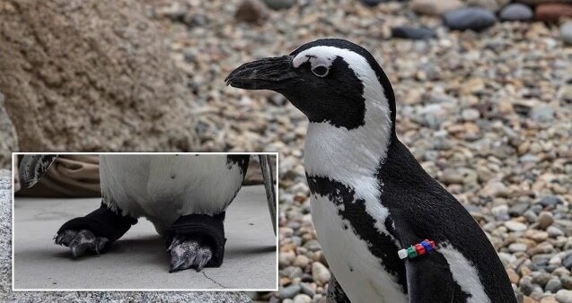 پنگوئنی که با کفش‌های مصنوعی دوباره راه رفت+عکس