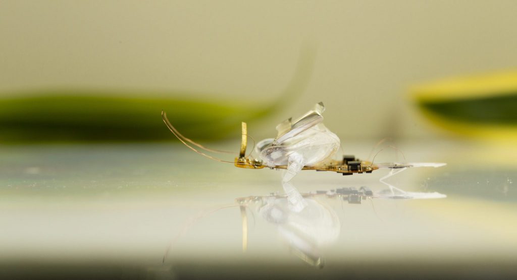 محققان حشرات هوشمند را به حشره واقعی تبدیل کردند