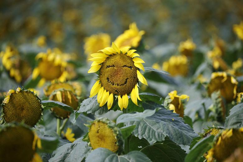 لبخند زیبای گل آفتابگردان+عکس