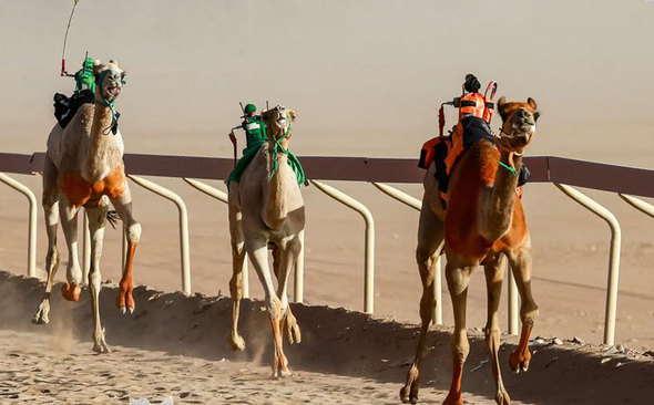 برگزاری مسابقات شترسواری در امارات+عکس