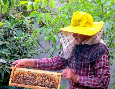 زنبورداران آستارایی در حال برداشت عسل+عکس