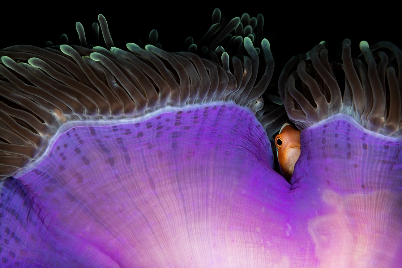 ماهی کوچکی که از لابلای یک شقایق دریایی سرک می‌کشد+عکس