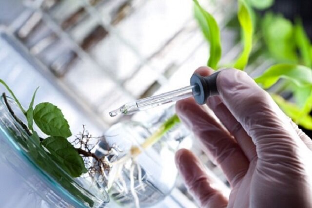 نانو کود جلبکی رشد گیاهان را سرعت بخشید
