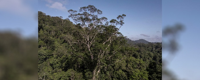 بلندترین و باشکوه‌ترین درخت آمازون+عکس
