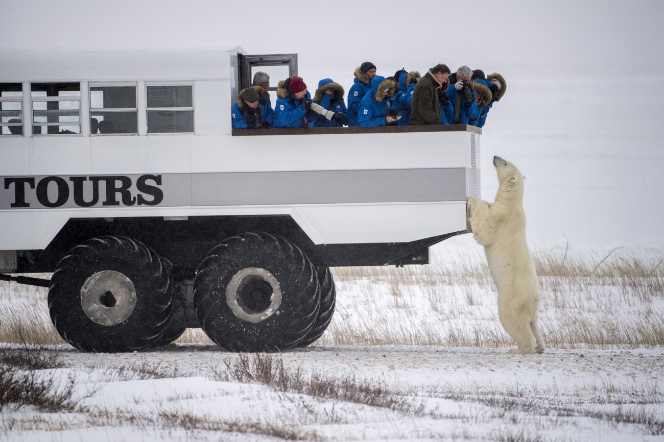 خرس قطبی کنجکاو و تماشای توریست‌ها+عکس