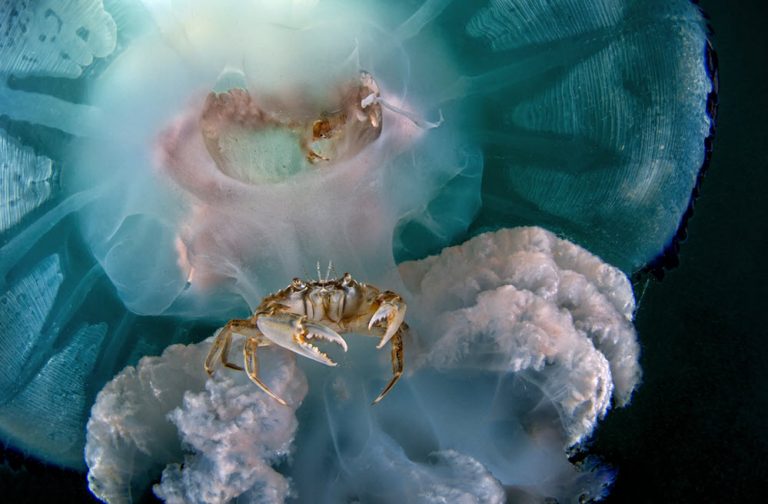 تصویر دیدنی از یک خرچنگ سوار بر عروس دریایی+عکس