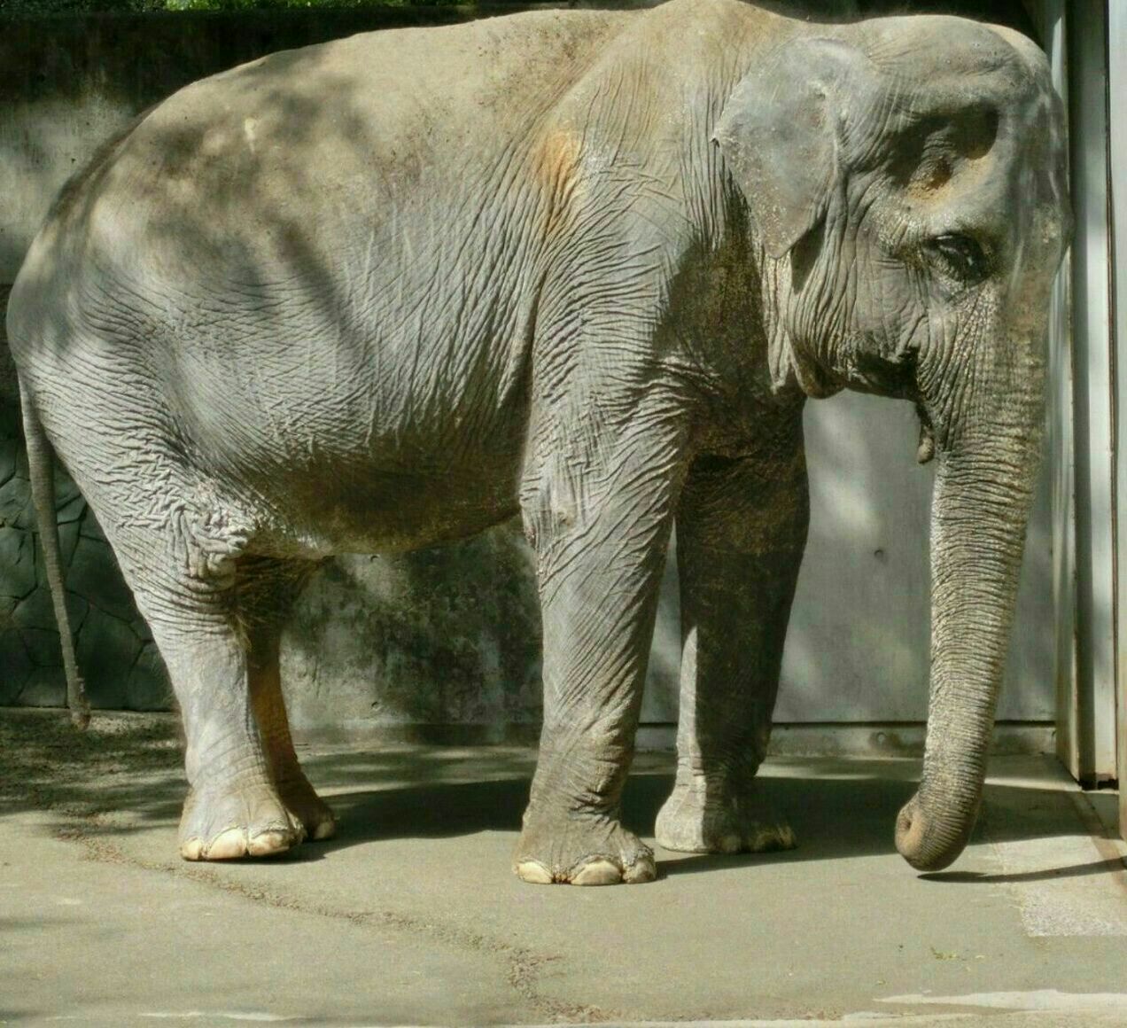 ناراحتی عمیق یک فیل بعد از دست دادن جفت+عکس