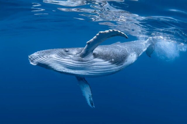آمار غم انگیز درباره وضعیت نهنگ‌ها در دریاها