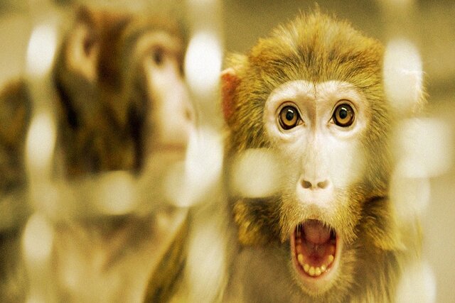 چین برای تولید مثل میمون به فضا می‌فرستد