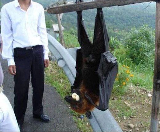 خفاش ترسناکی که اندازه یک آدم است+عکس