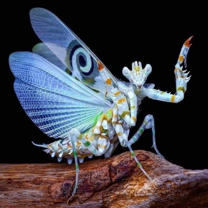 حشرات زیبایی که به شکل گل هستند+عکس