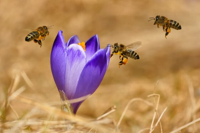 عمر زنبورهای عسل کم شده است