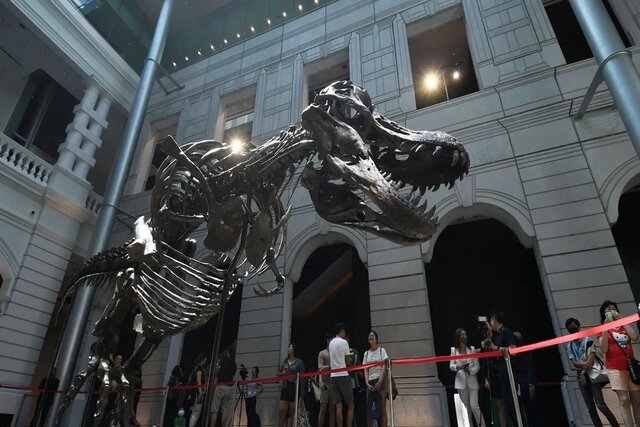 بزرگترین دایناسور تی‌رکس دنیا کشف شد+عکس