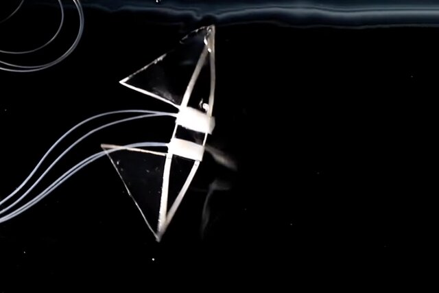 سریع‌ترین ربات نرم با الهام از سفره ماهی ساخته شد+عکس