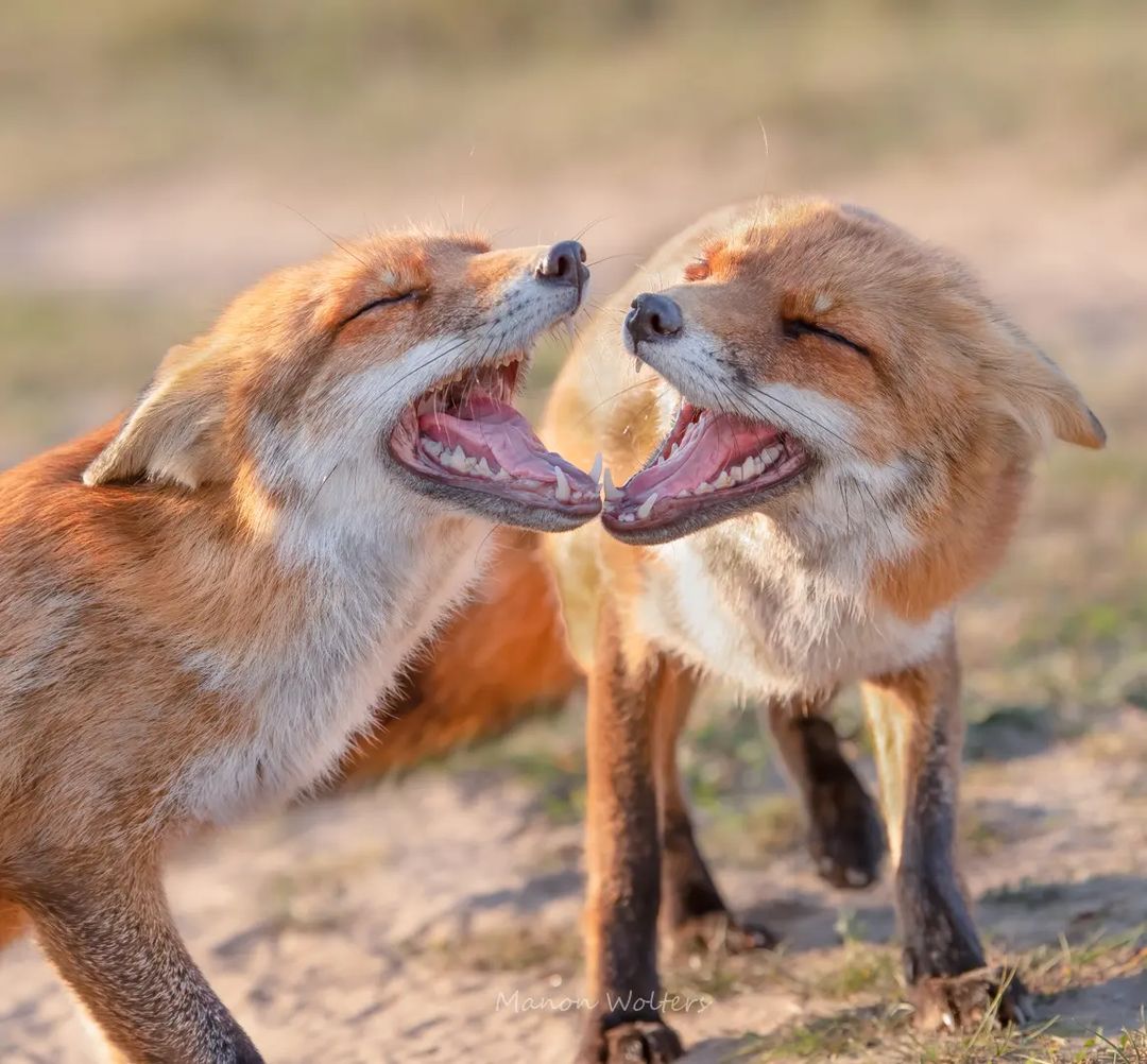 لحظه جالب خندیدن دو روباه+عکس