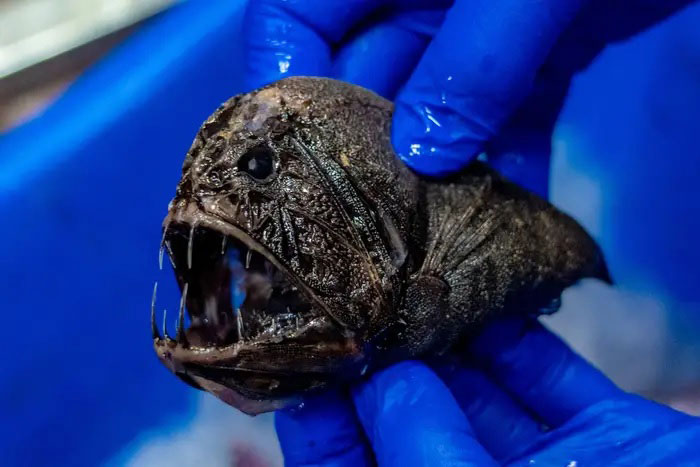 ترسناک‌ترین موجودات عجیب‌الخلقه دریایی+عکس