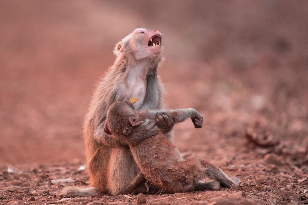 تصویر دردناک از ناله میمون مادر+عکس