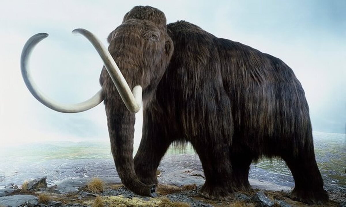 حیوان عظیم الجثه عصر یخبندان دوباره زنده می‌شود+عکس