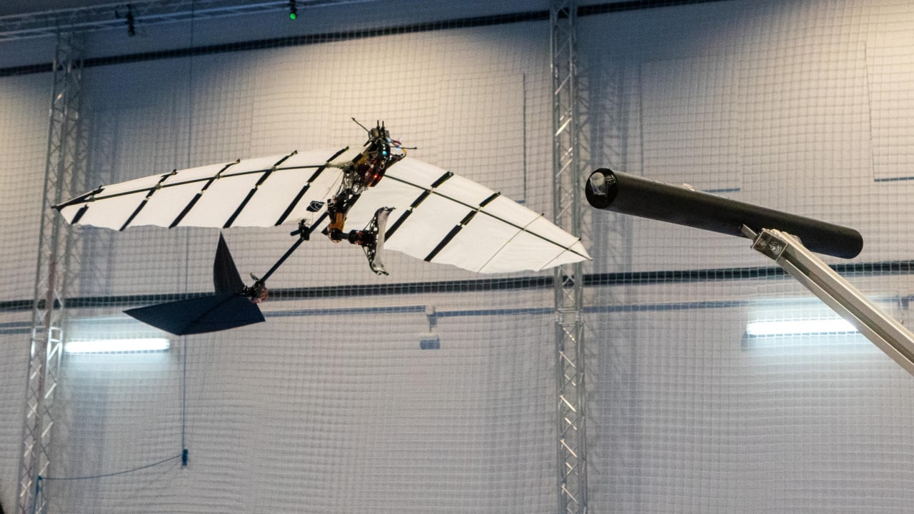 ساخت ربات بالدار با قابلیت فرود روی شاخه