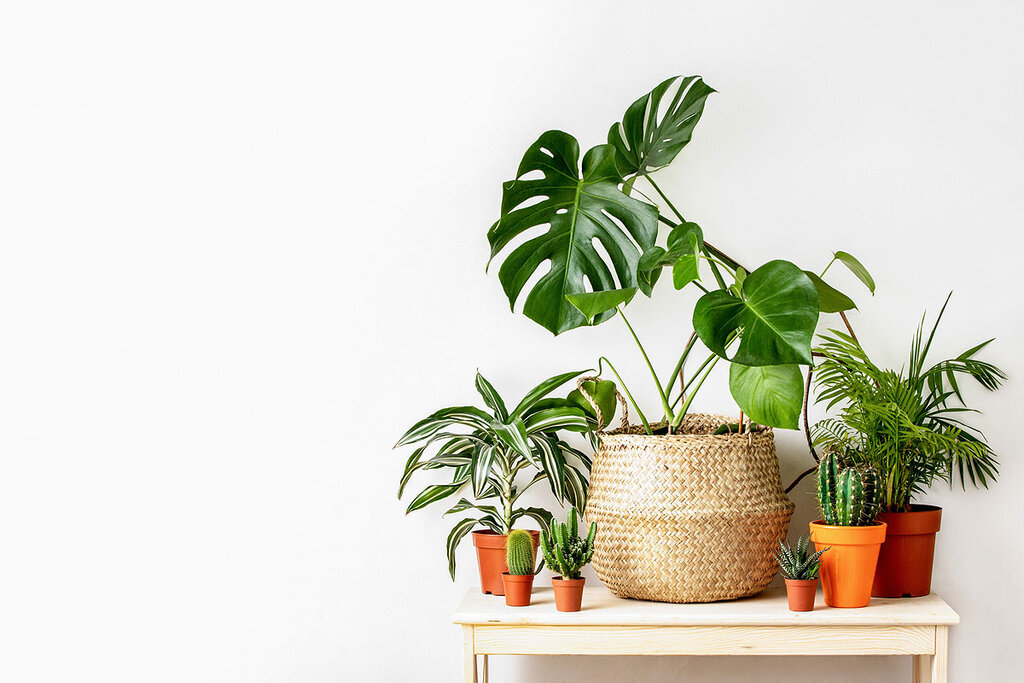 این گیاهان آپارتمانی هوای خانه شما را تصفیه می‌کنند+عکس