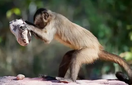کشف عجیبی درباره میمون‌ها که دانشمندان را شوکه کرد+عکس
