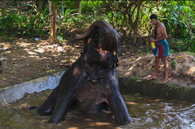 حمام کردن یک فیل در گودال آب+عکس