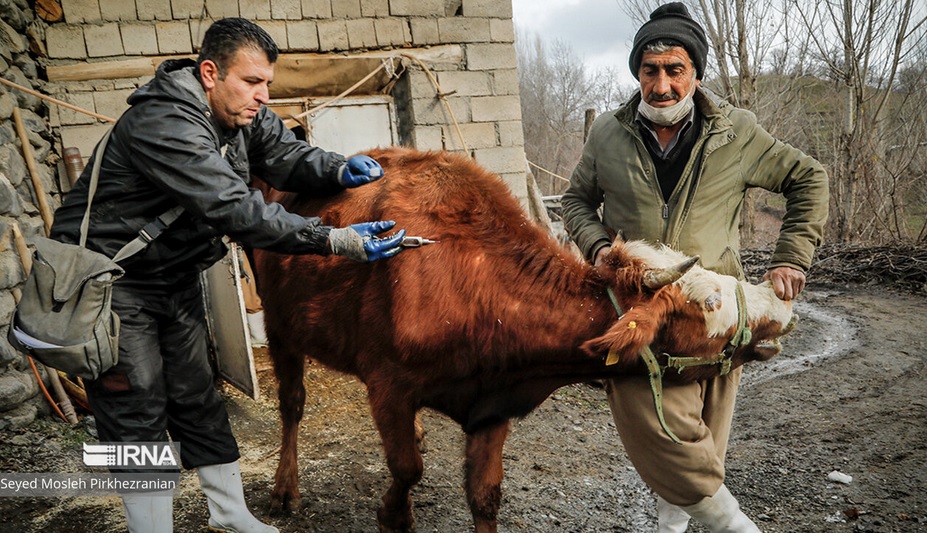 خدمات دامپزشکی در نقاط مرزی ایران+عکس