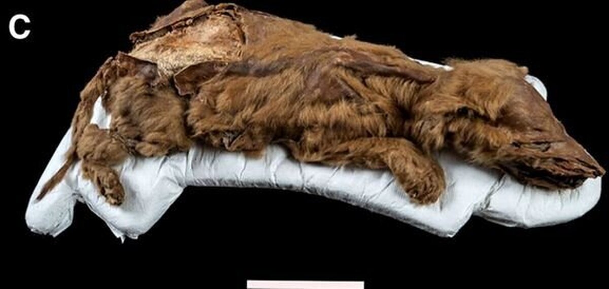  توله گرگ ۵۷۰۰۰ ساله سالم پیدا شد+عکس