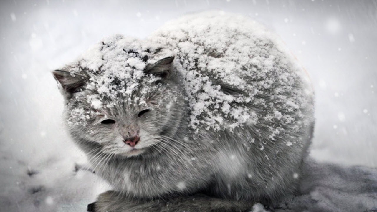 گربه  یخ زده در برف
