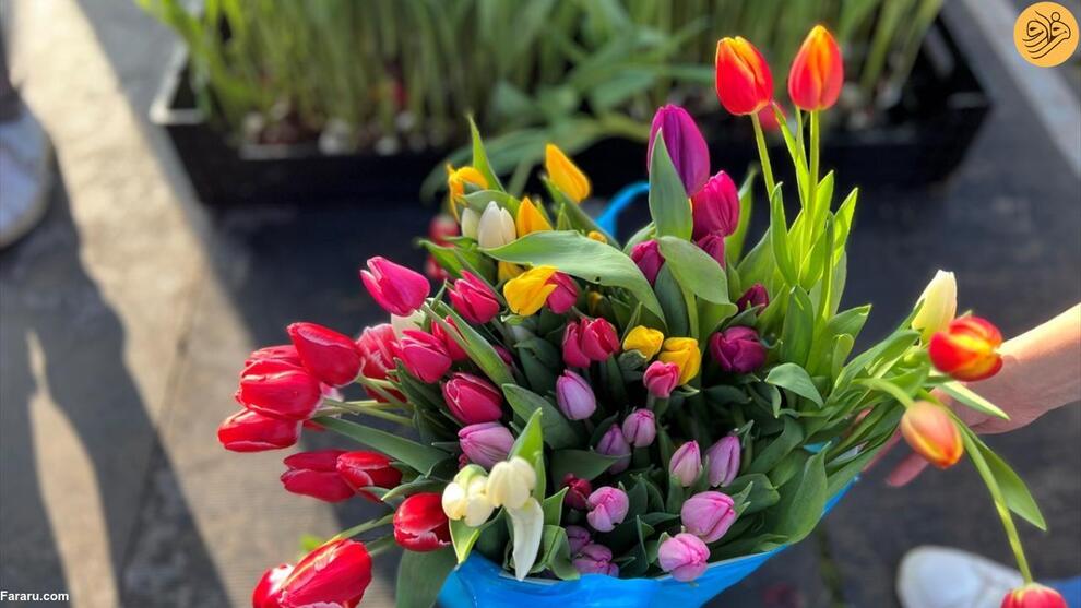  گرامیداشت روز ملی گل لاله در هلند
