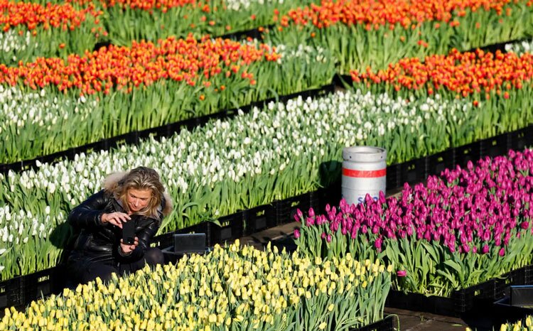 روز کلی گل لاله در هلند+عکس