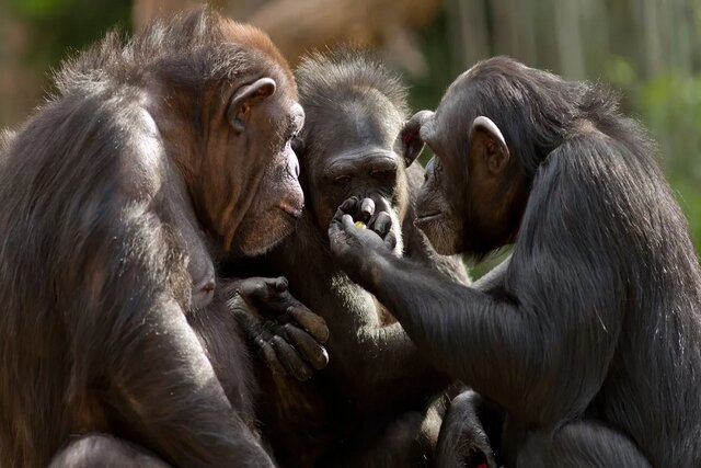 کشف جدید درباره ارتباط میان شامپانزه‌ها و انسان‌ها