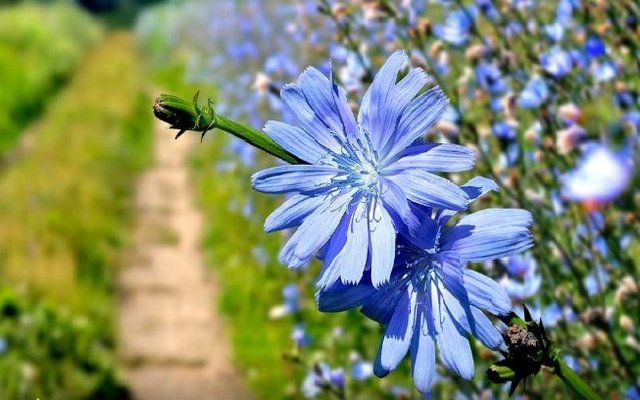 تولید قهوه از گیاه کاسنی!