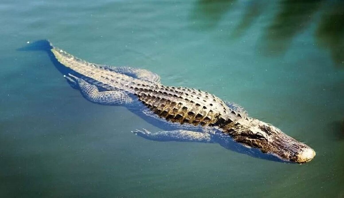بزرگترین تمساح قاتل جهان که رکورددار است+عکس