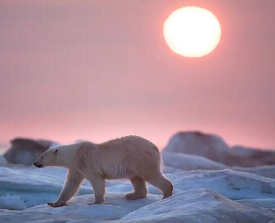 روزمرگی‌های دیدنی خرس قطبی+عکس
