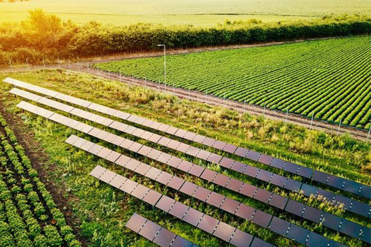 رشد شگفت‌انگیز محصولات در مزارع خورشیدی 