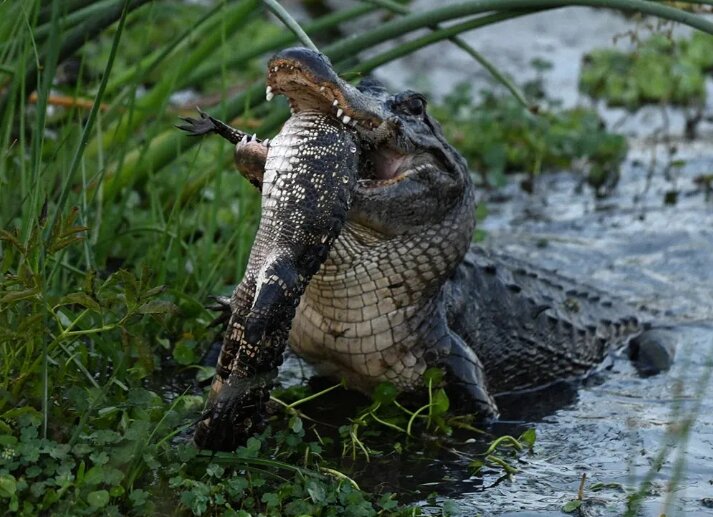تصویر عجیب از بلعیده شدن یک تمساح توسط تمساح دیگر+عکس