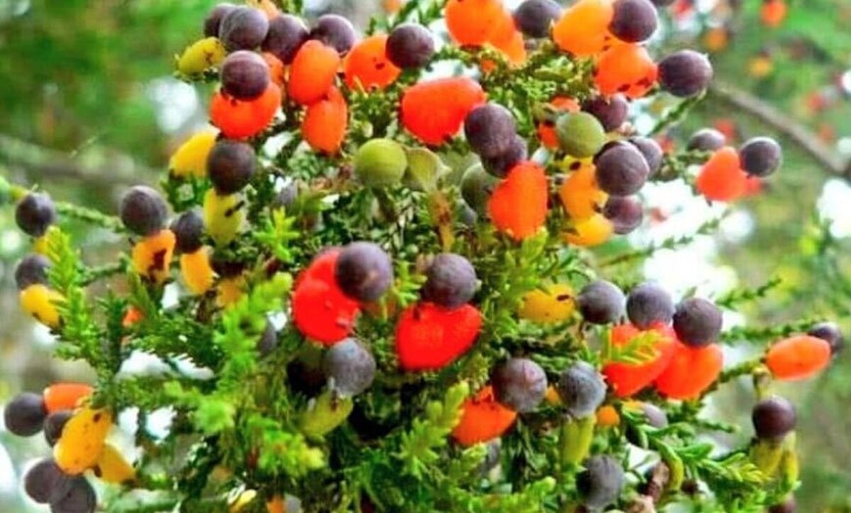 درخت عجیبی که ۴۰ نوع میوه مختلف می‌دهد+عکس