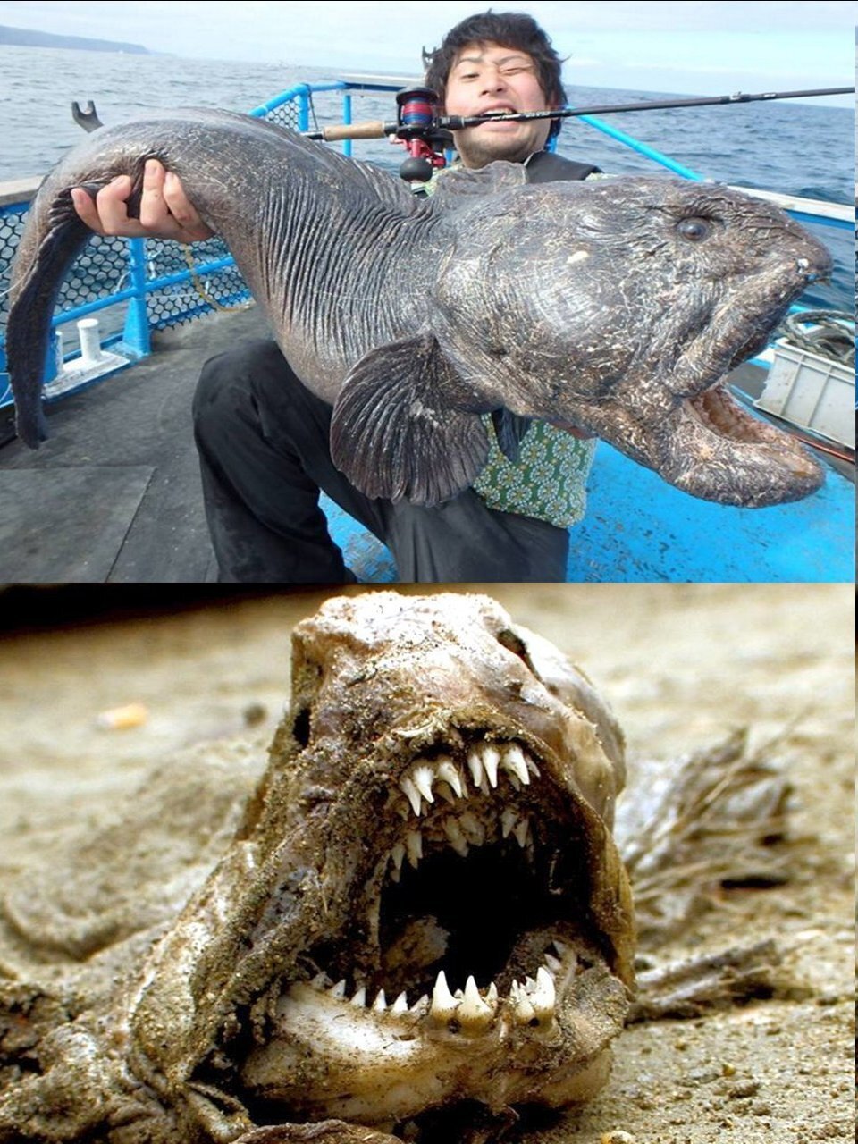 بزرگترین گرگ ماهی دنیا با دندان‌های عجیب+عکس