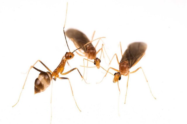روش عجیب تولید مثل مورچه‌های دیوانه زرد+عکس