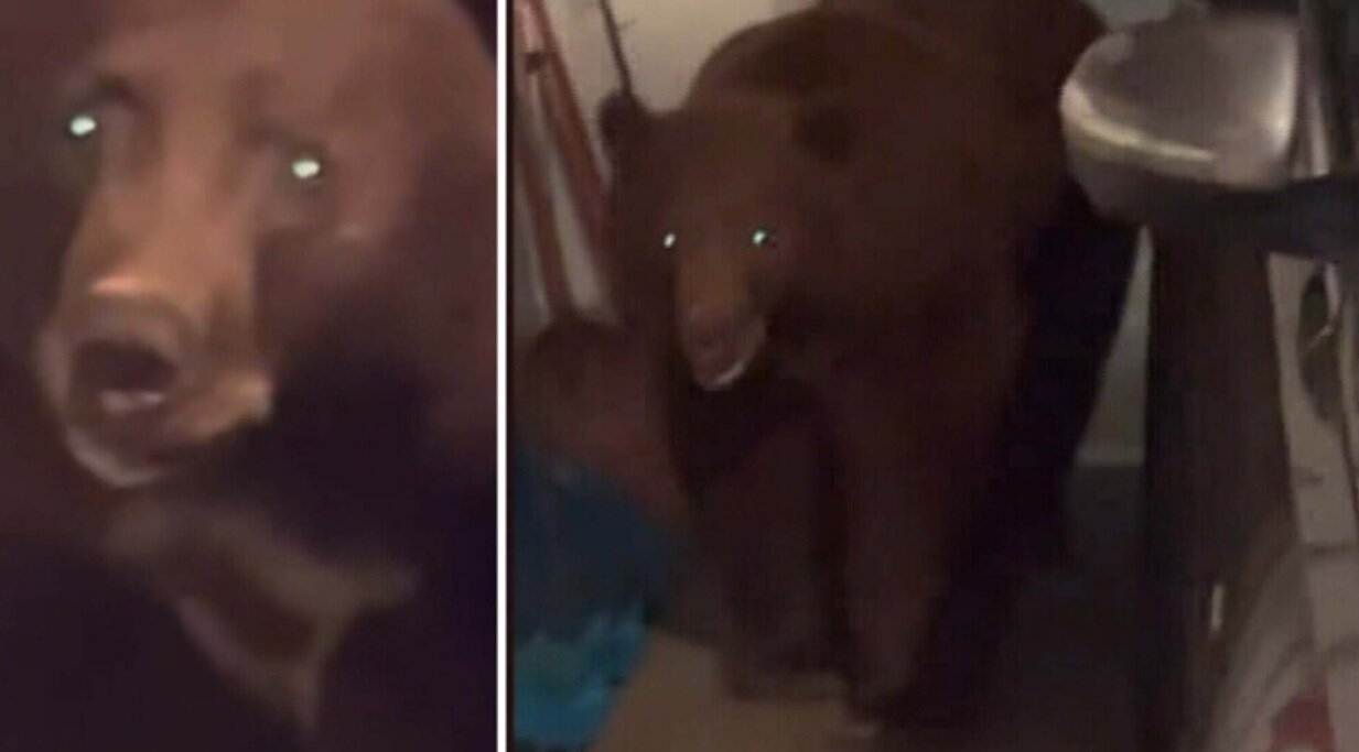 خرس سیاه به خانه یک زوج آمد+عکس