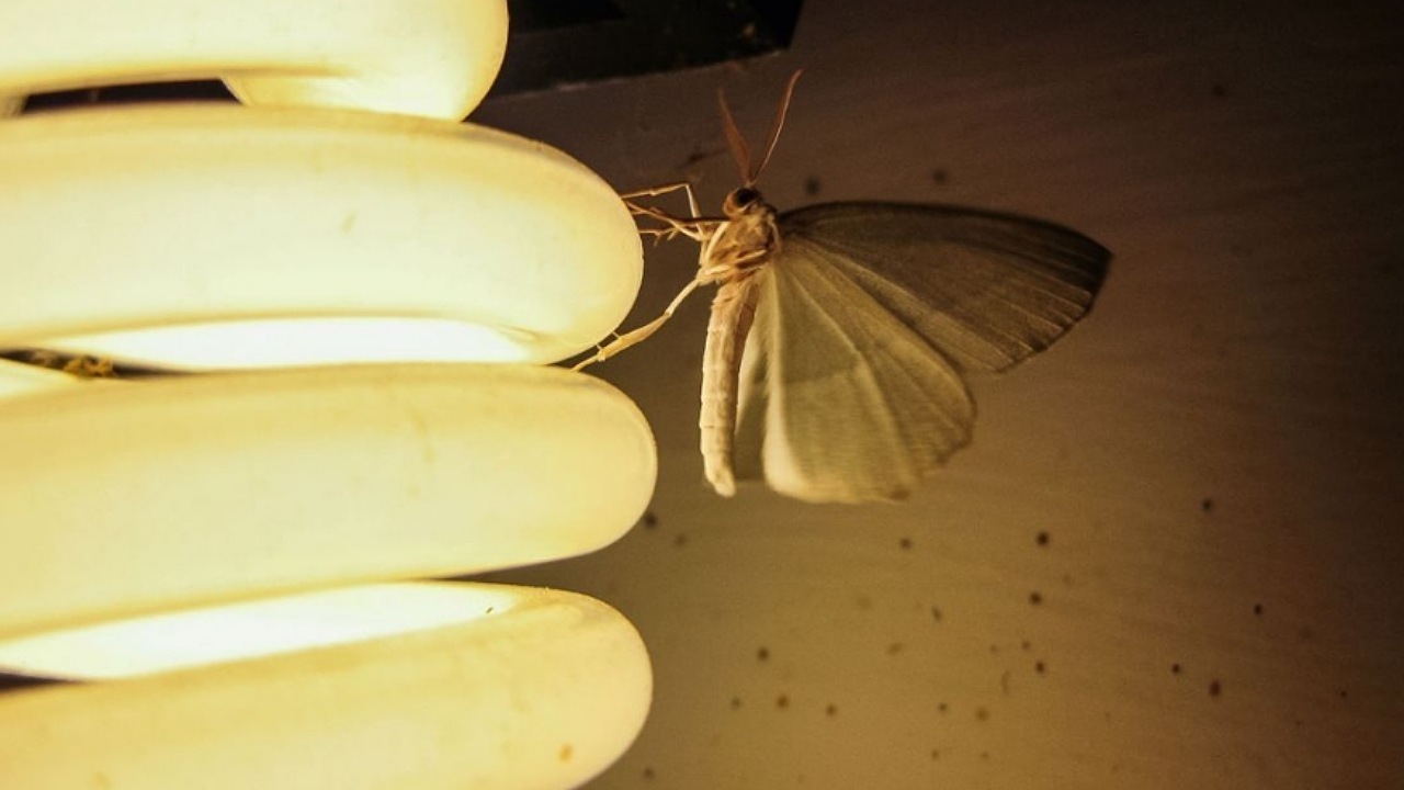 چرا حشرات جذب نور می‌شوند؟