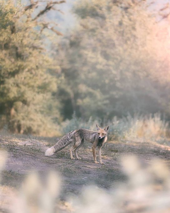 روباهی زیبا در ارتفاعات مازندران+عکس