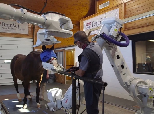 چطور یک اسب می‌تواند به ساخت ربات‌های بهتر کمک کند؟