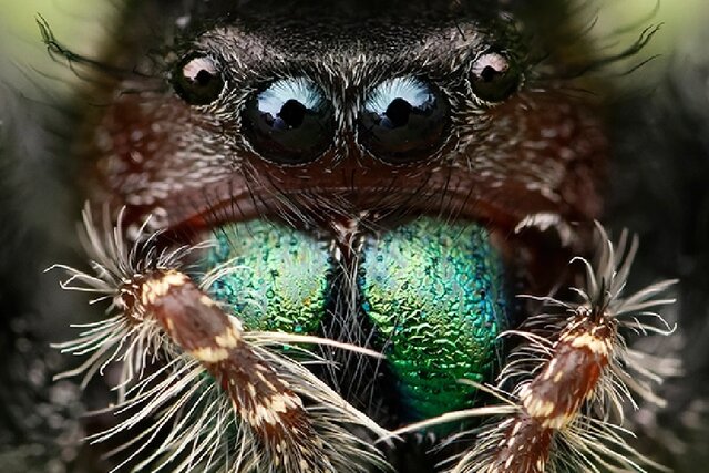 وضعیت عجیب عنکبوت‌ها پس از گرسنگی طولانی