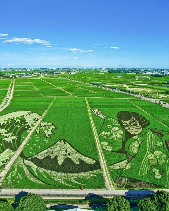 تصویری که در مزرعه برنج ژاپن نقش بست+عکس