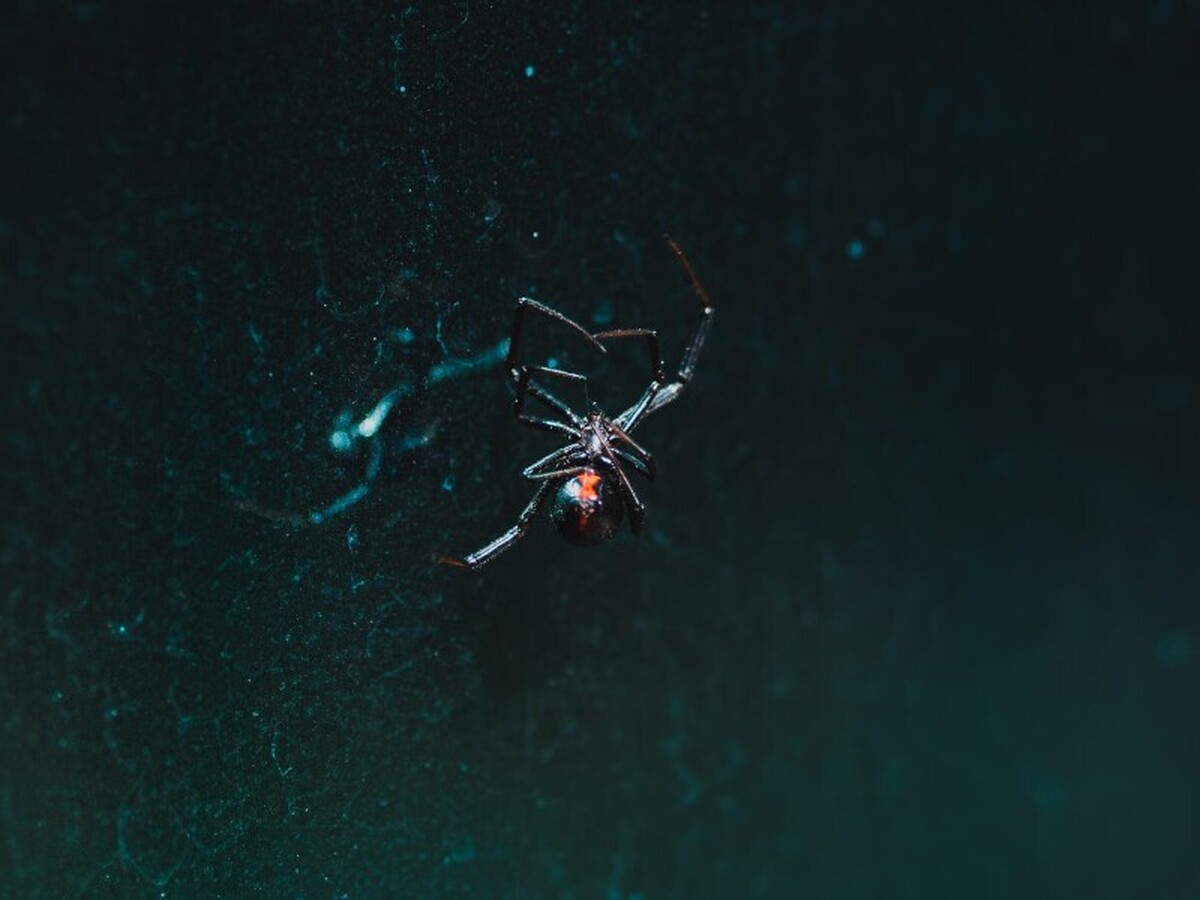خطرناک ترین عنکبوت دنیا در ایران وجود دارد+عکس